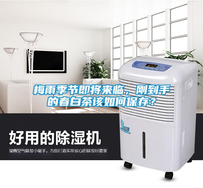 梅雨季节即将来临，刚到手的春白茶该如何保存？