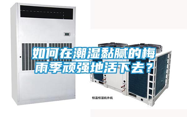 如何在潮湿黏腻的梅雨季顽强地活下去？