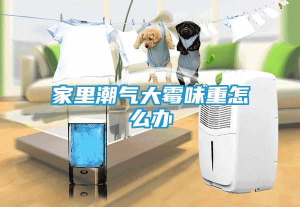 家里潮气大霉味重怎么办