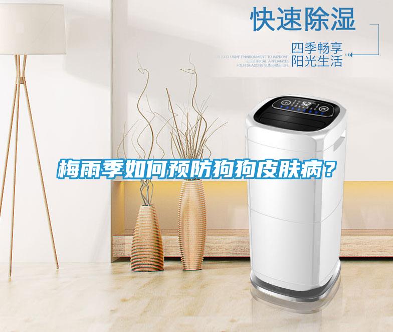 梅雨季如何预防狗狗皮肤病？