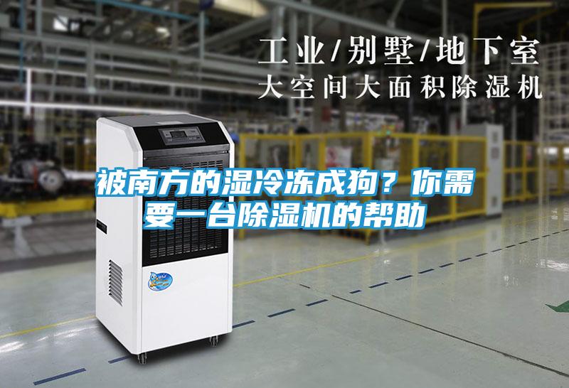 被南方的湿冷冻成狗？你需要一台除湿机的帮助