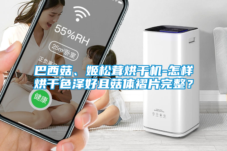 巴西菇、姬松茸烘干机-怎样烘干色泽好且菇体褶片完整？