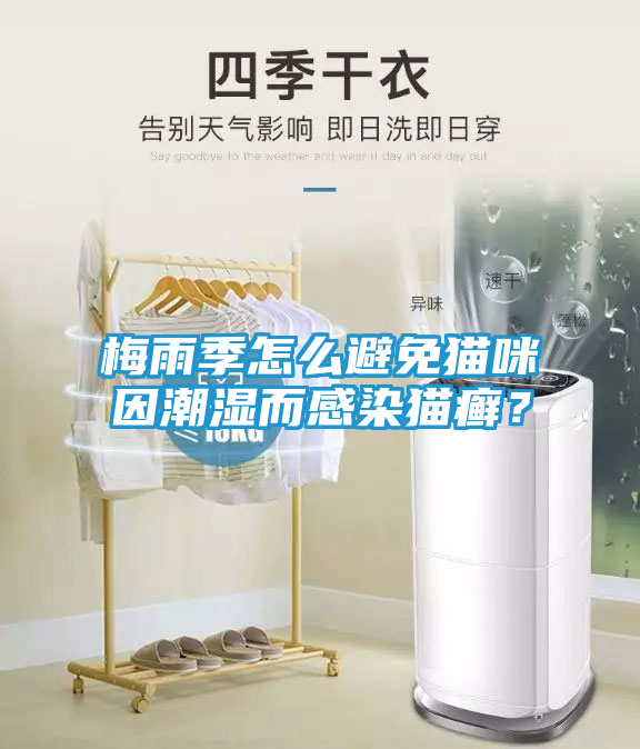 梅雨季怎么避免猫咪因潮湿而感染猫癣？