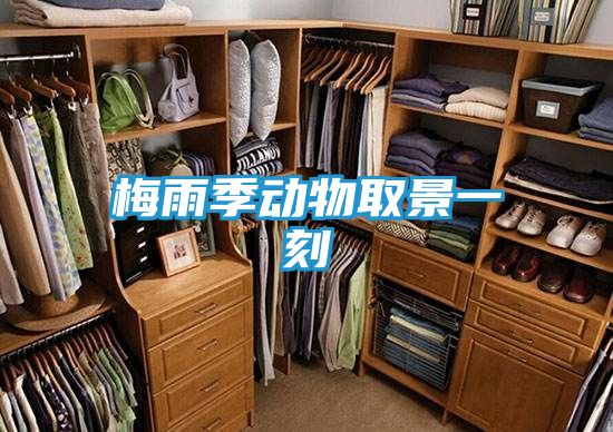 梅雨季动物取景一刻