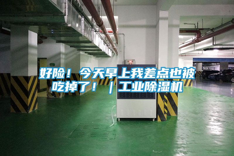 好险！今天早上我差点也被吃掉了！｜工业除湿机