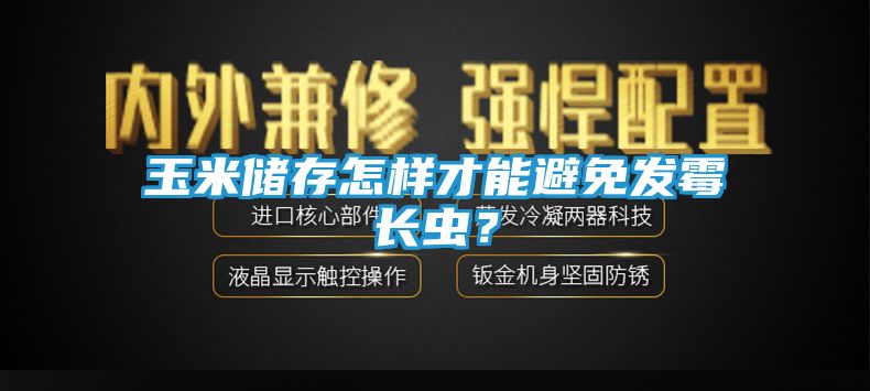 玉米储存怎样才能避免发霉长虫？