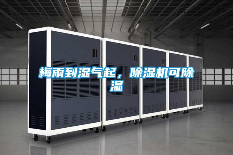 梅雨到湿气起，除湿机可除湿