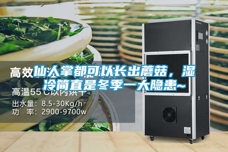 仙人掌都可以长出蘑菇，湿冷简直是冬季一大隐患~