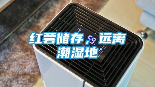 红薯储存,远离潮湿地