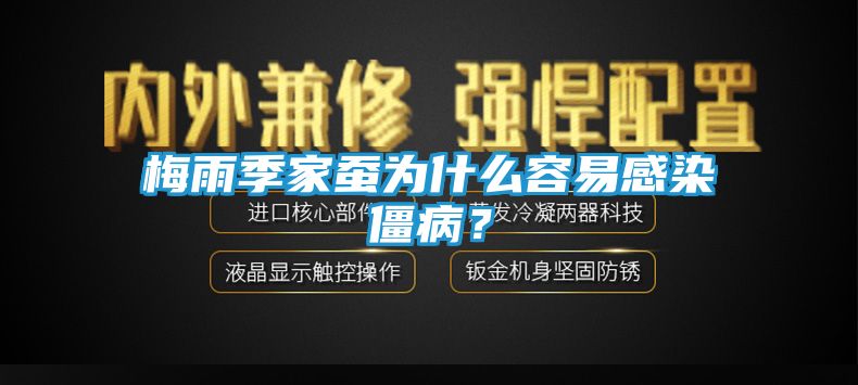 梅雨季家蚕为什么容易感染僵病？