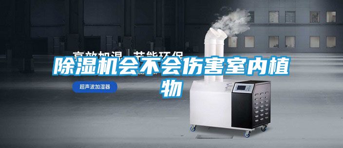 除湿机会不会伤害室内植物